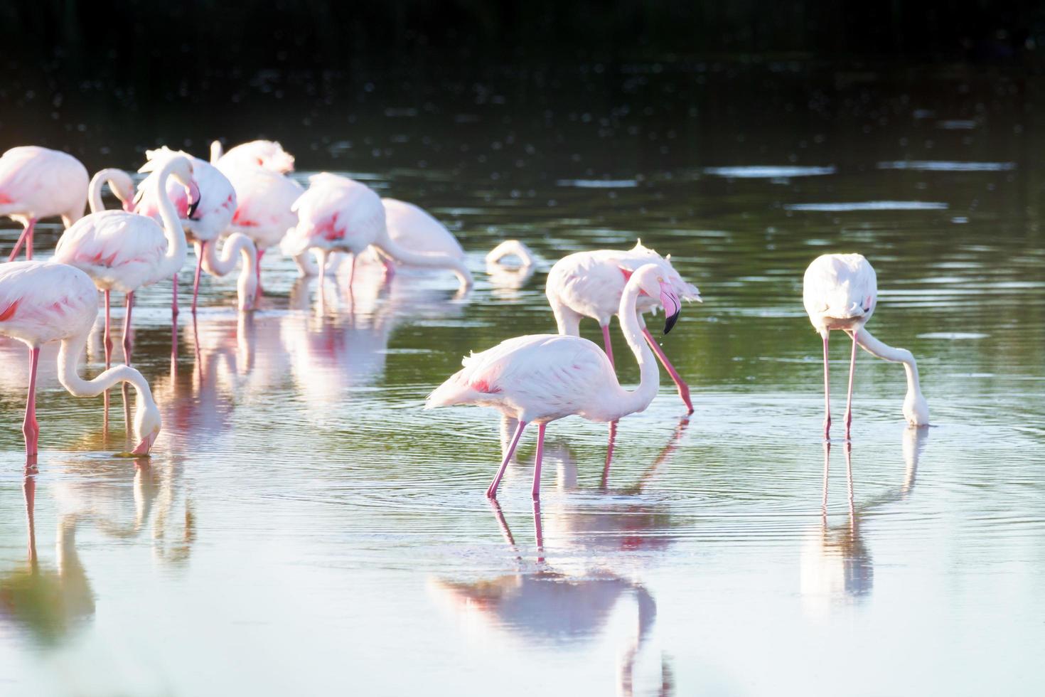 flamingor som matar i vattnet foto