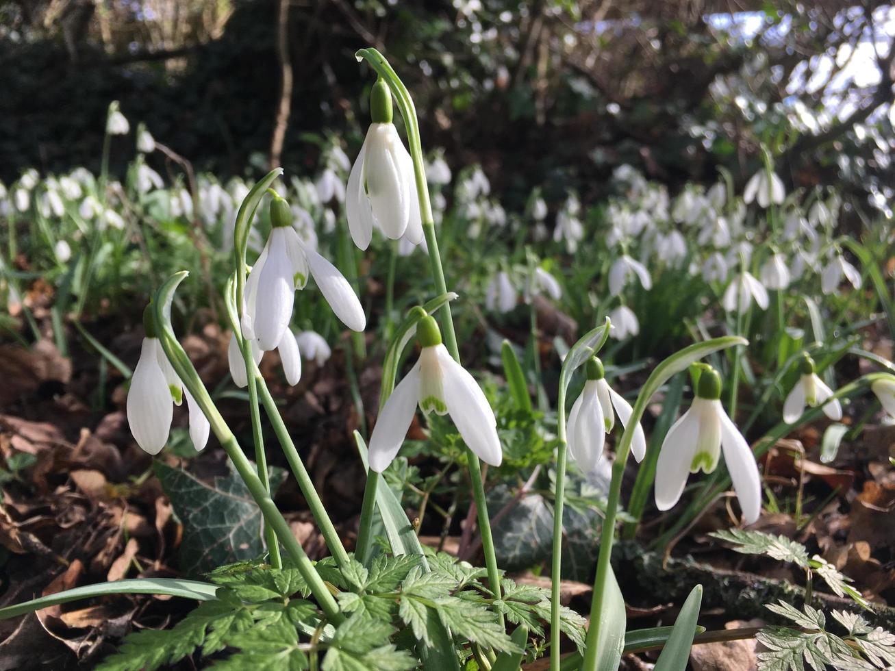 närbild av snödroppe blommor foto