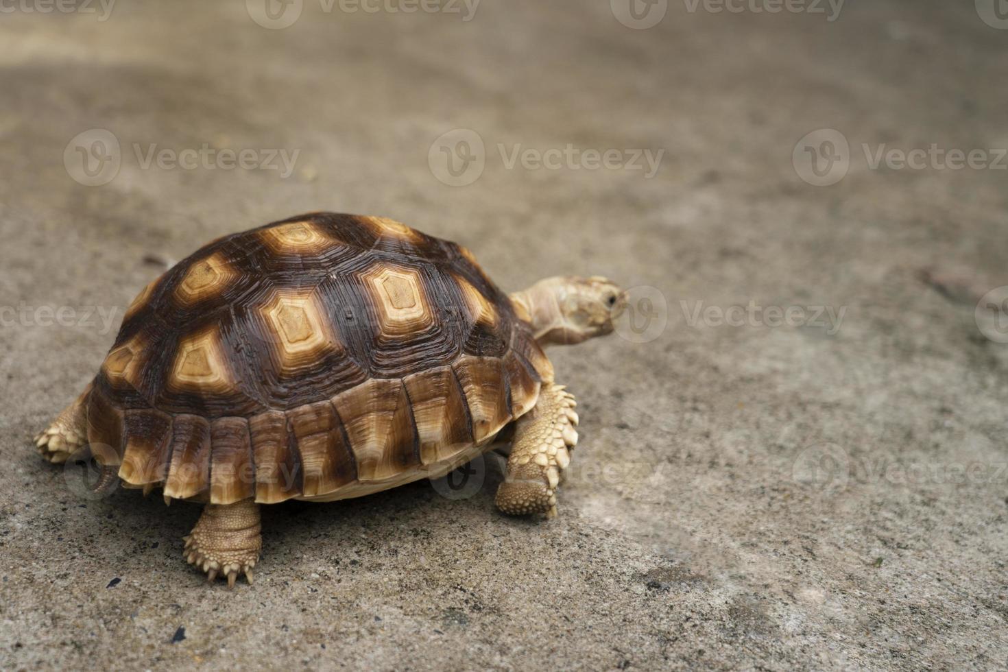 sköldpadda centrokelys sulcata på betong. söt sällskapsdjur sköldpadda. djur- vård och behandling begrepp foto