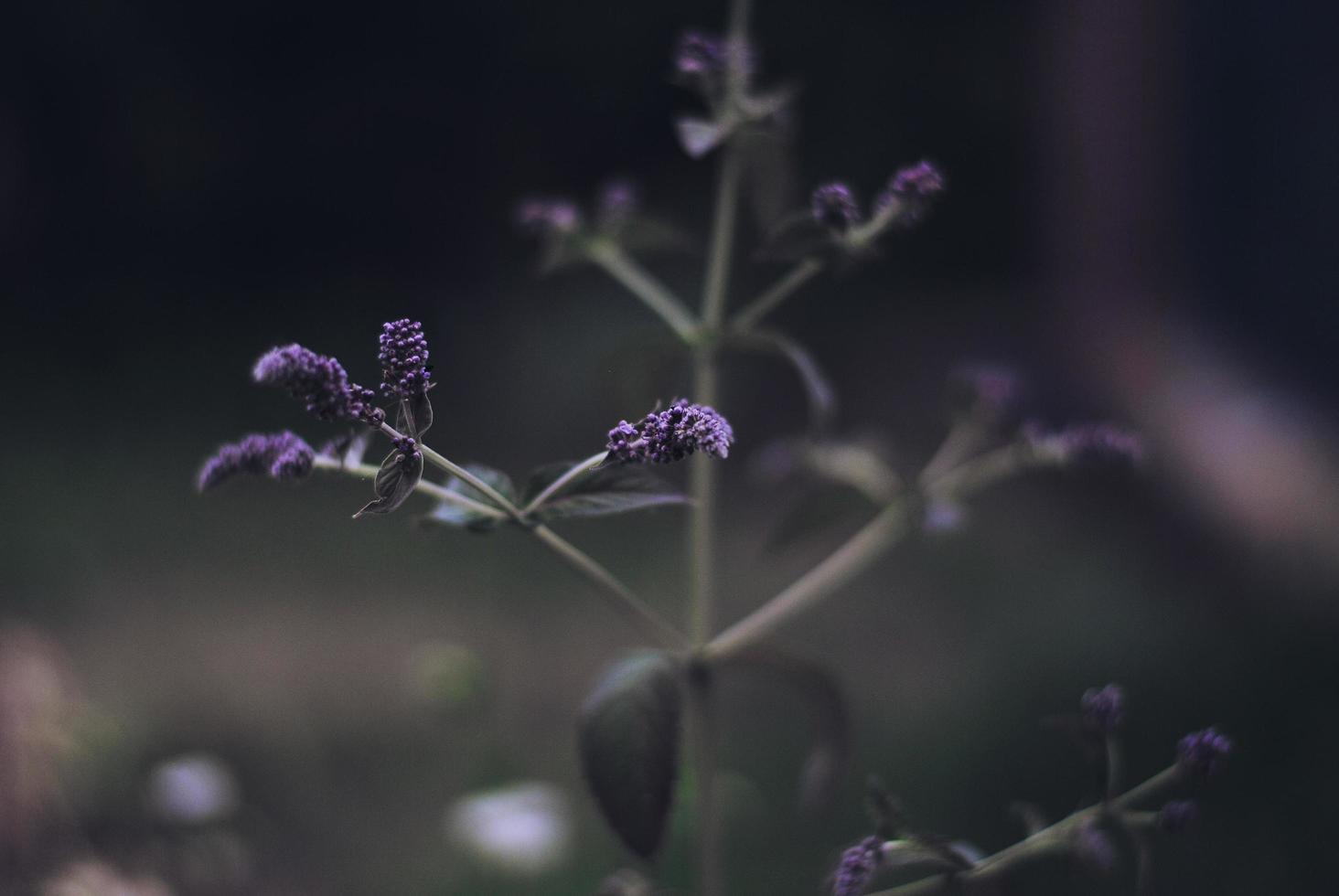 blommande mynta på nära håll på kvällen foto