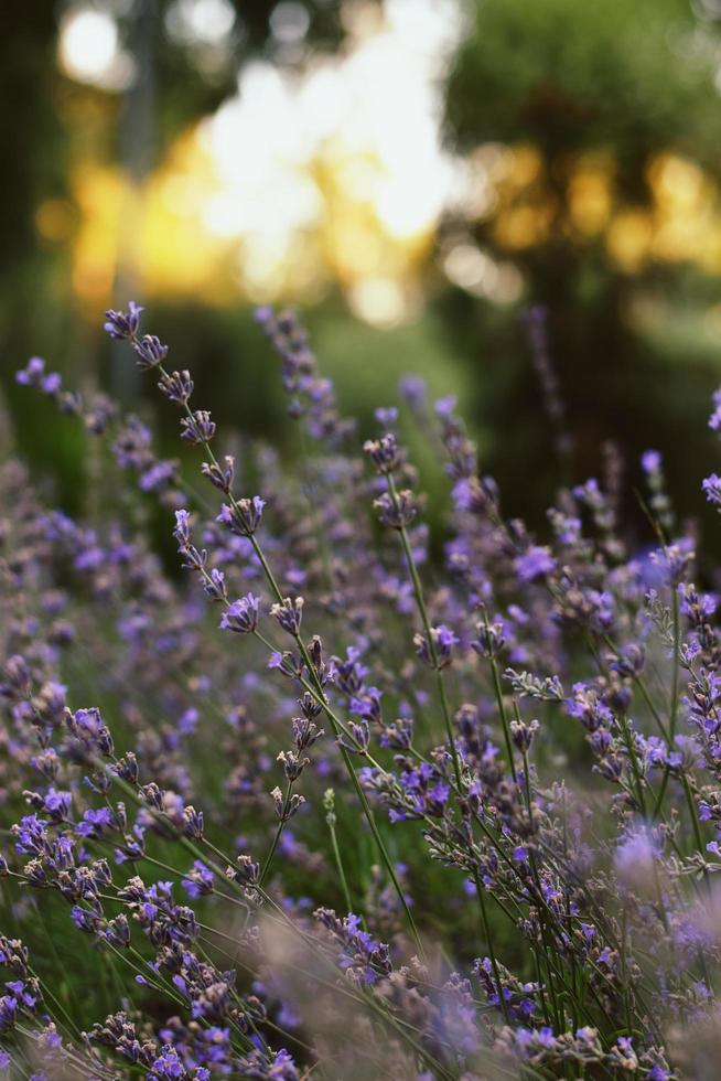 blommande lavendelbuske på morgonen foto