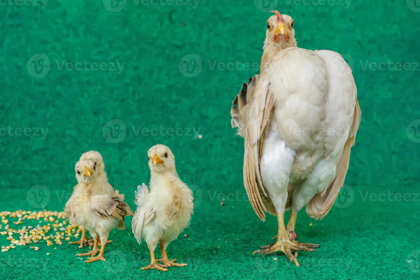 höns och kycklingar foto