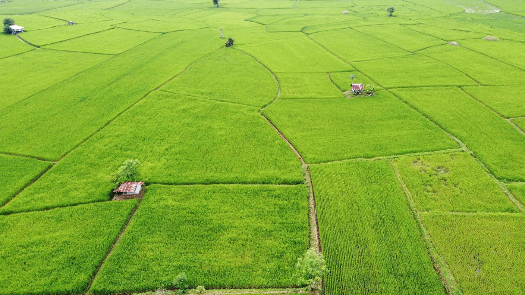 ris fält på terrasserad i regnig säsong foto
