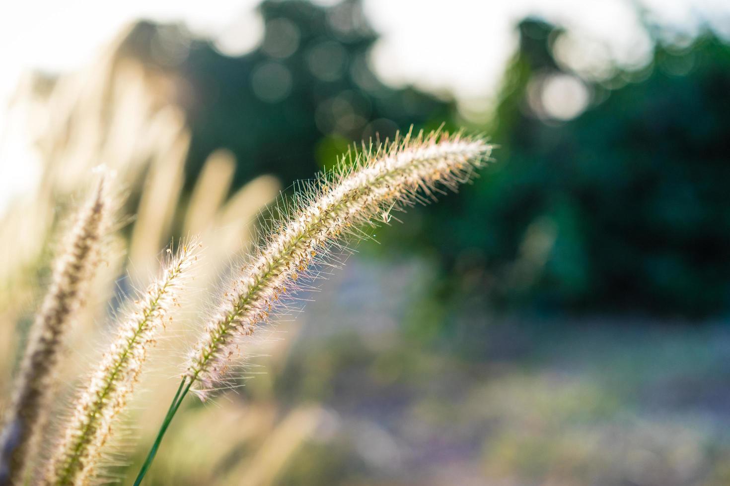 afrikansk fontänblomma foto