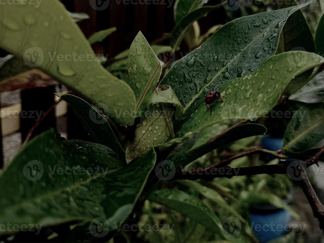 närbild natur se av grön blad bakgrund. platt lägga, mörk natur begrepp, tropisk blad foto