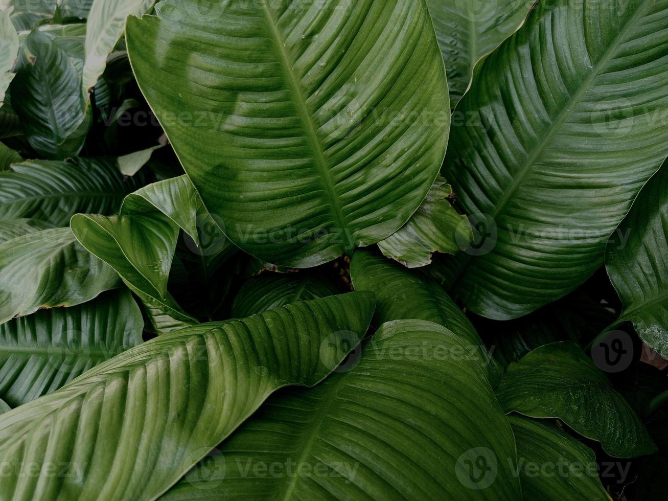 närbild natur se av grön blad bakgrund. platt lägga, mörk natur begrepp, tropisk blad foto