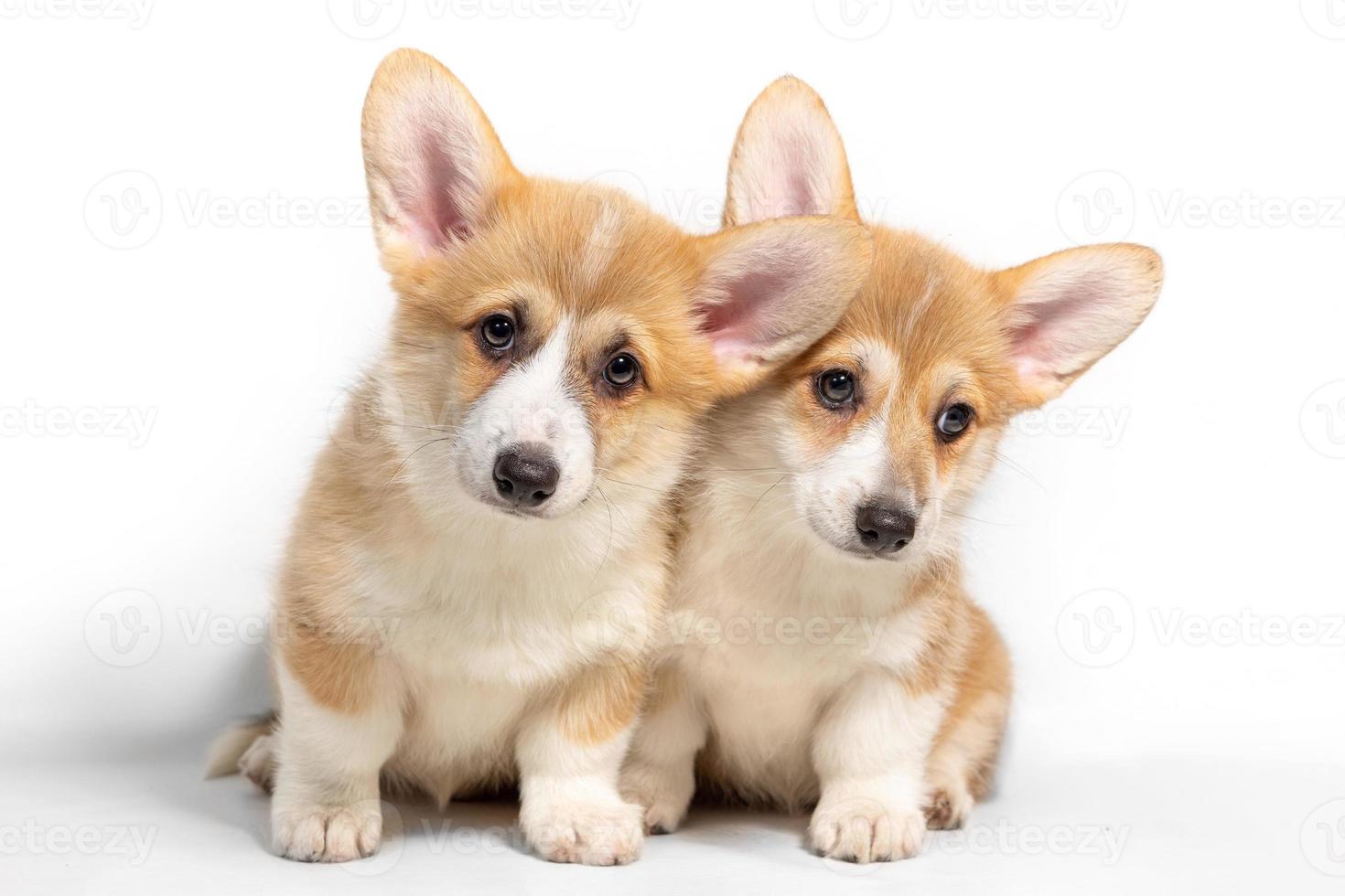 två förtjusande pembroke welsh corgi valpar är Sammanträde och ser på de kamera. isolerat på en vit bakgrund foto