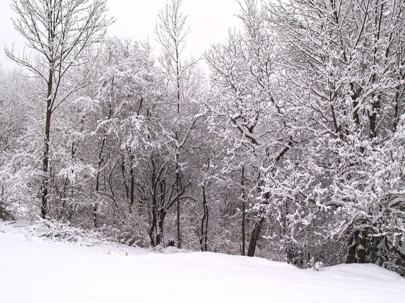 träd och fält täckta av snö foto