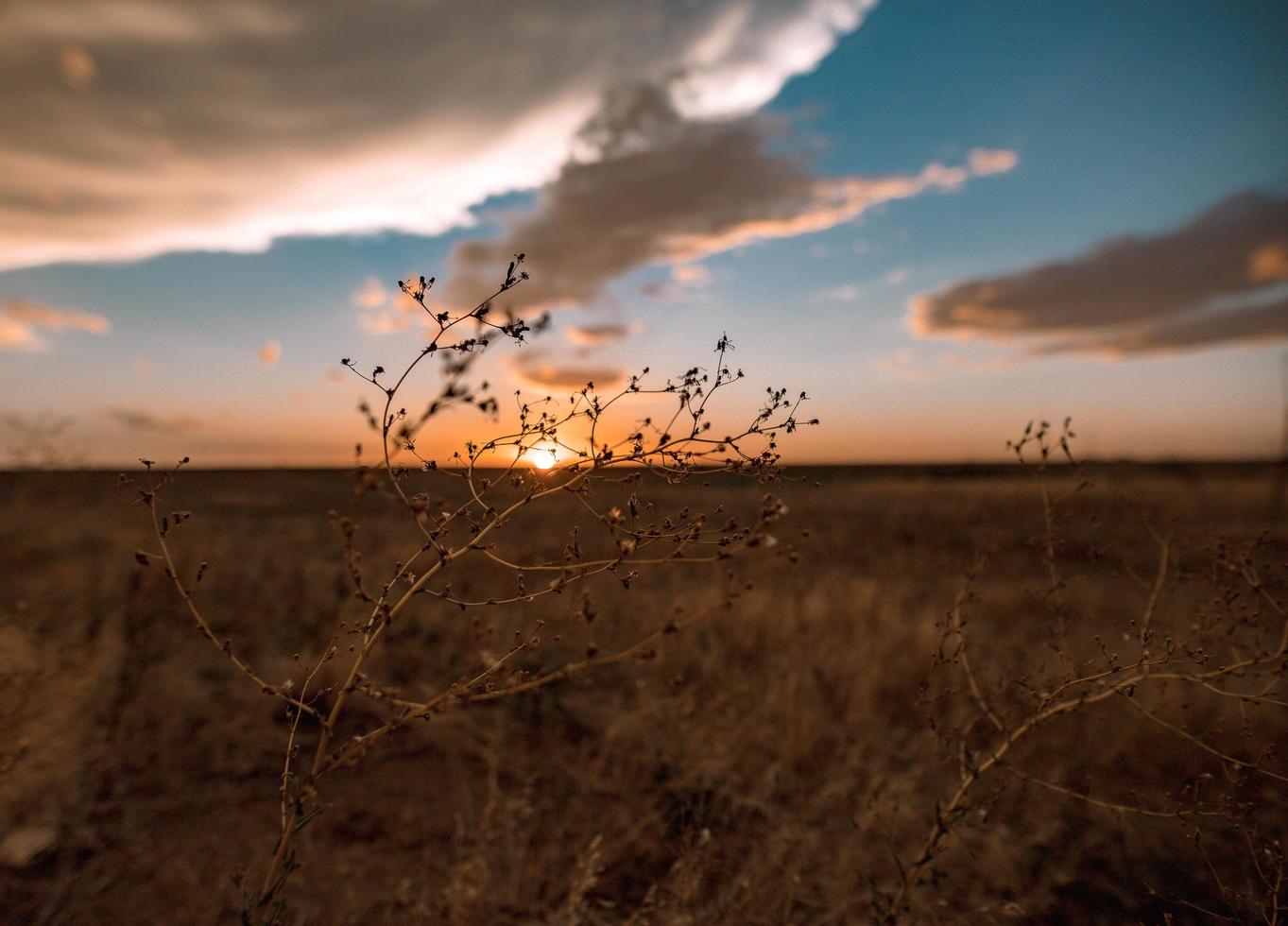 amarillo, texas solnedgång foto