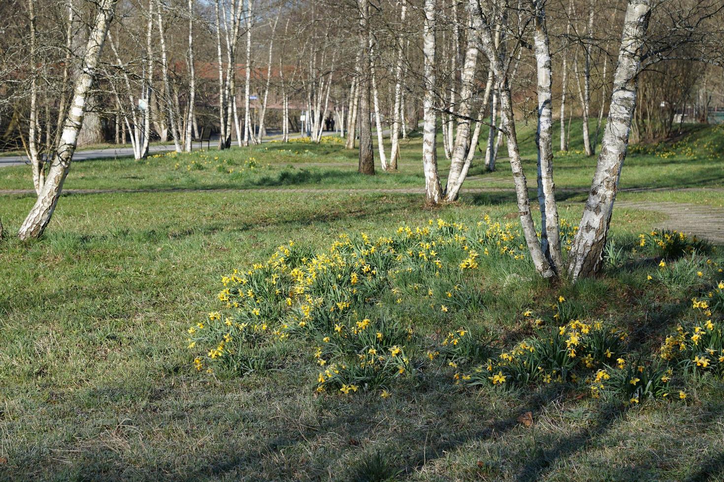 liten park i Tuttlingen foto