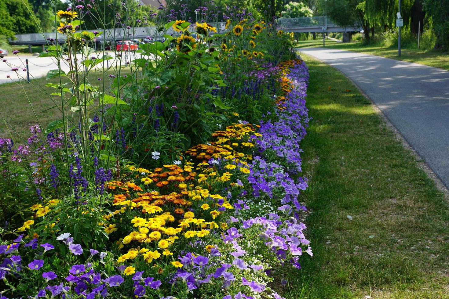 blommor i parken foto