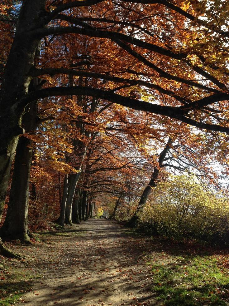 väg i skogen foto