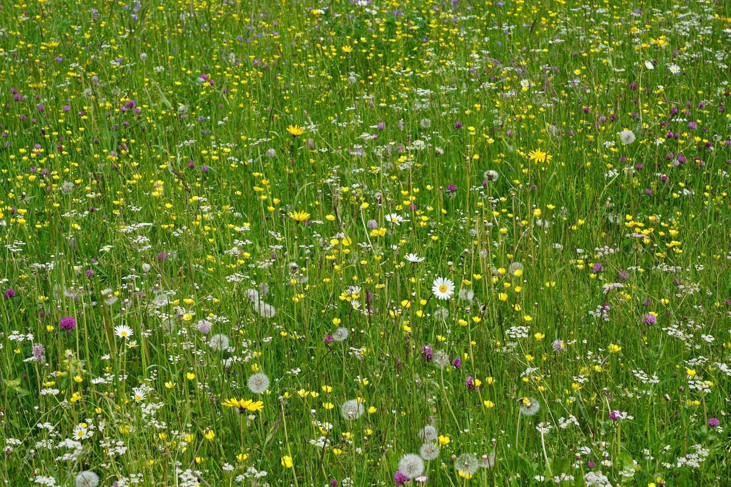 fält med sommarblommor foto