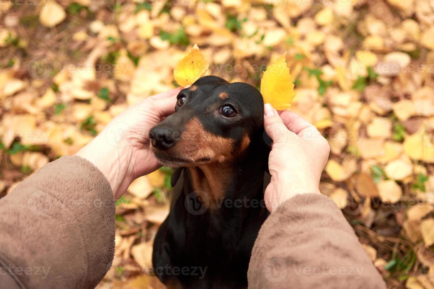 mänsklig händer håll höst löv nära de öron av en tax hund foto