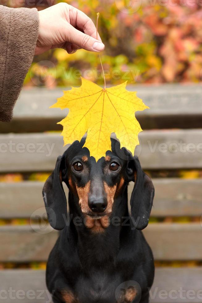 mänsklig händer håll ett höst lönn blad nära en tax hund foto