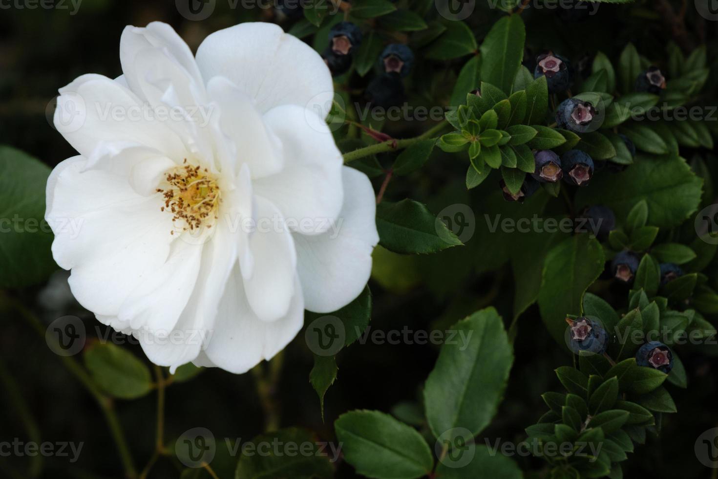 naturlig vit reste sig blomma med skön kronblad, ljus reste sig växt med grön löv, närbild, utomhus, en färgrik knopp av de blomning vild blomma i de sommar trädgård, kärlek och romantisk bakgrund. foto