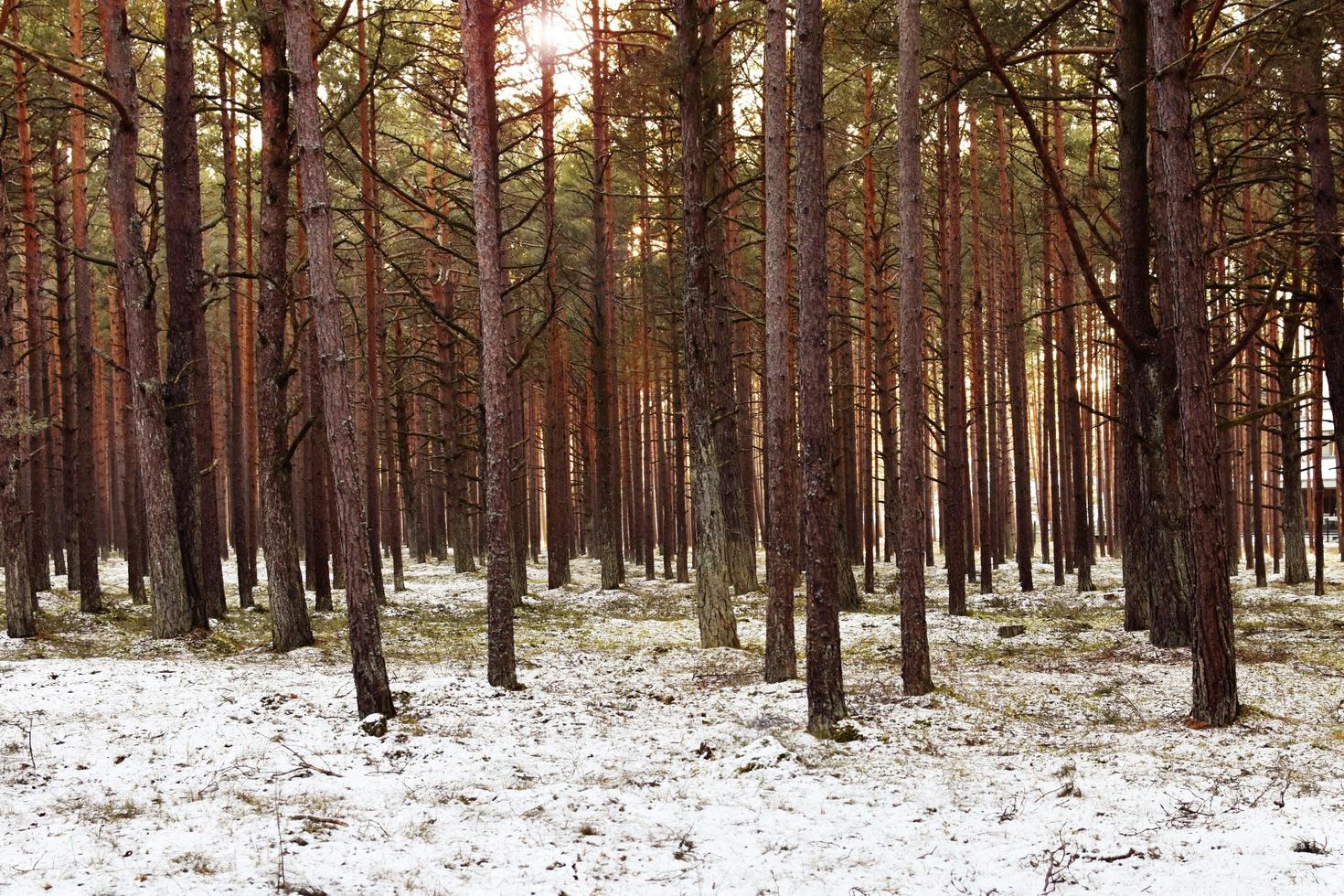 vinterlig tallskog foto