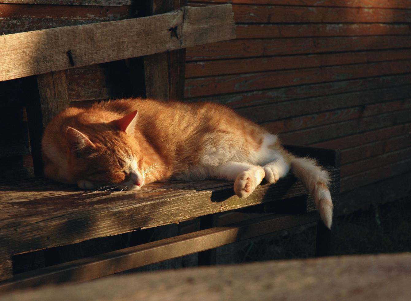 katt vilar på en veranda i kvällsljus foto