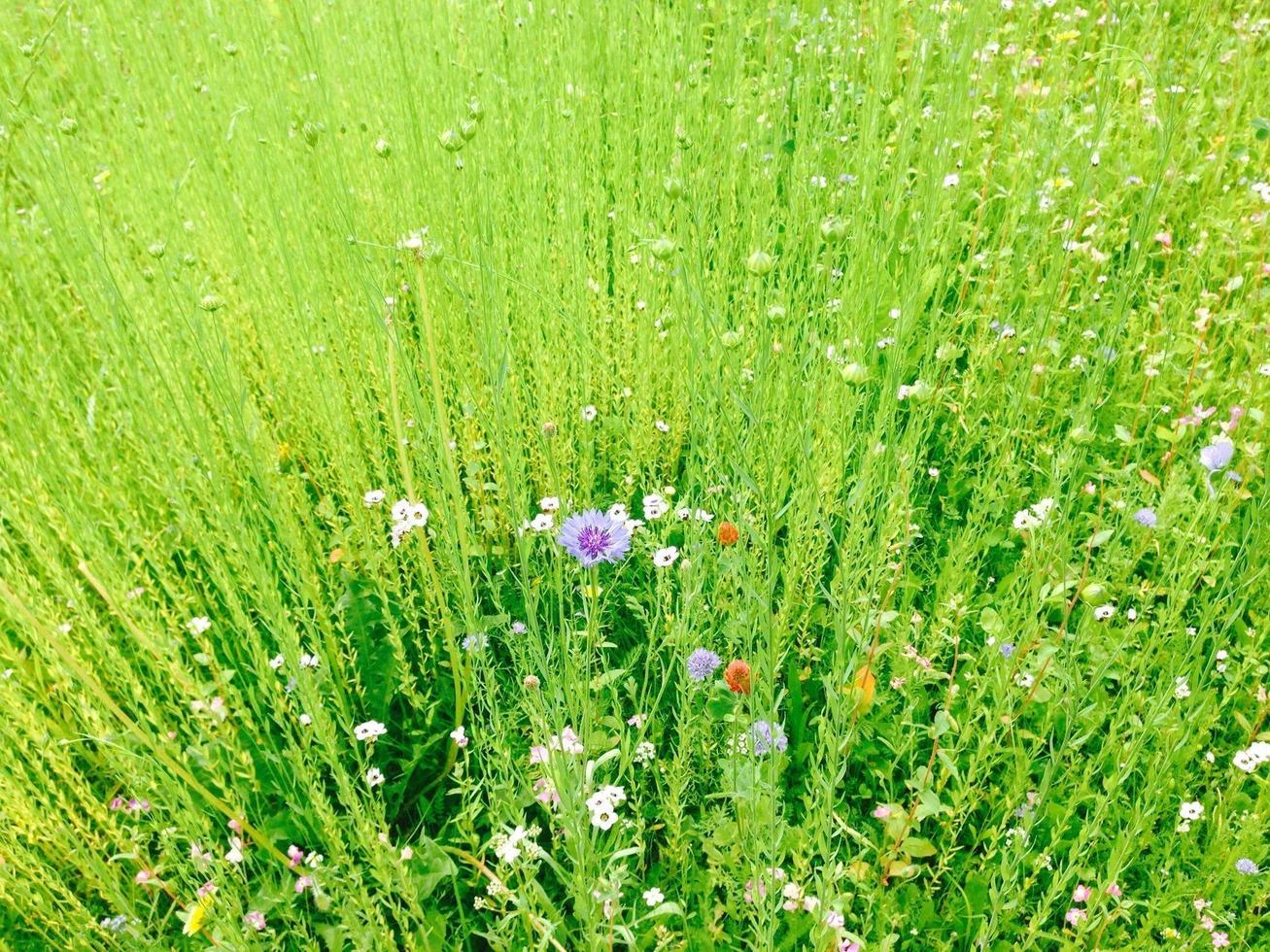 blommor i fältet foto