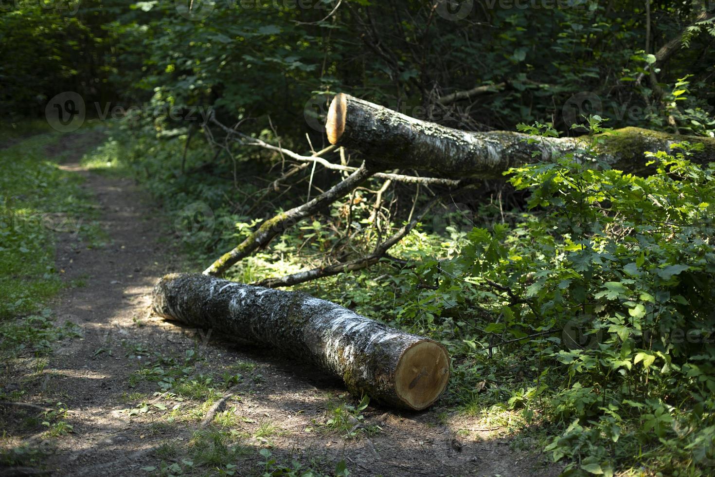 skära träd på spår. sågad björk. träd den där föll i skog. foto