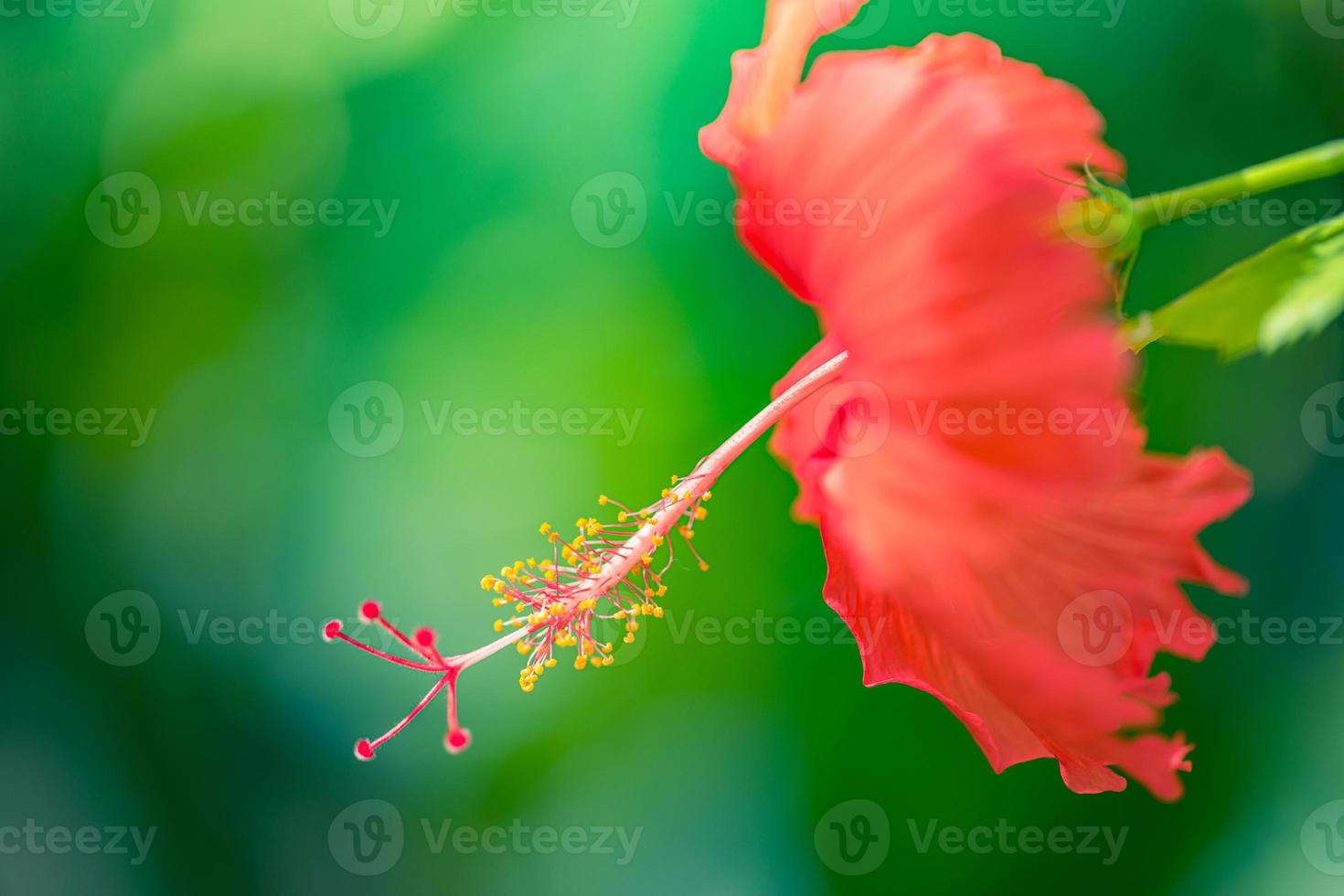 abstrakt natur makro, hibiskus blomma med suddig grön lövverk. zen natur närbild, ljus färger, solig tropisk trädgård blommig bakgrund. idyllisk blomning exotisk blomma foto