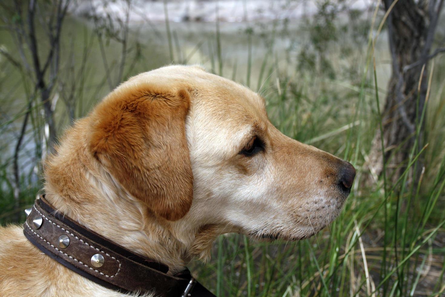 gyllene labrador hund foto