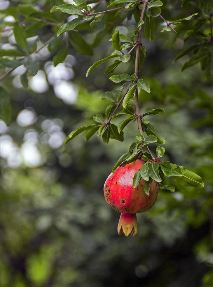 granatäppleträd i Saveh City foto