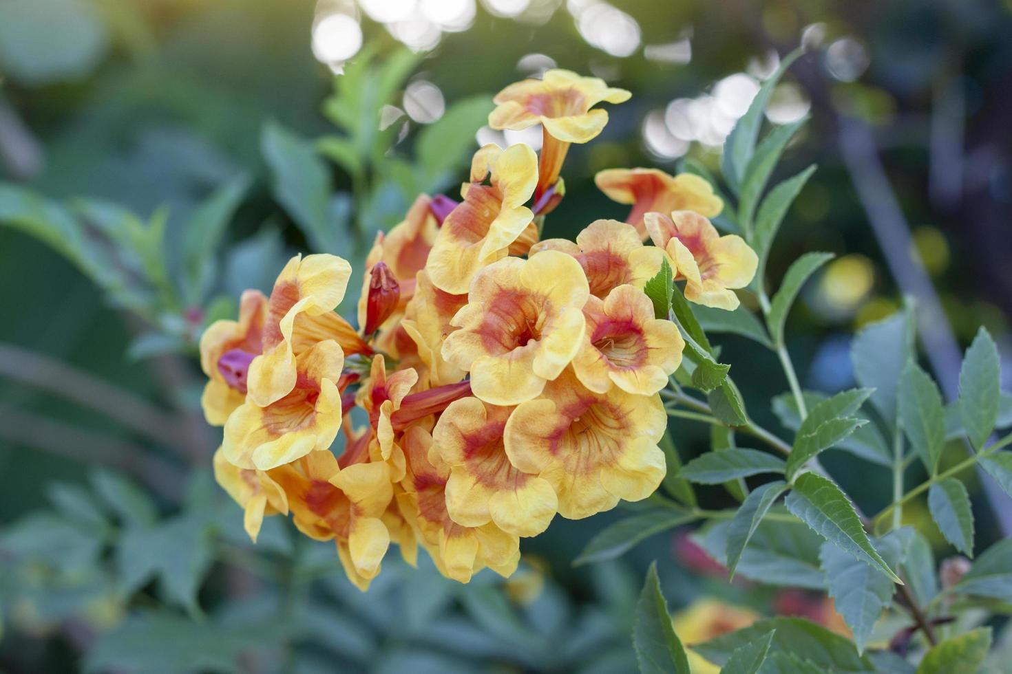 orange esperanza, orangebells, trumpet buske, stjärna tecoma blomma på träd i de trädgård på fläck natur bakgrund. foto