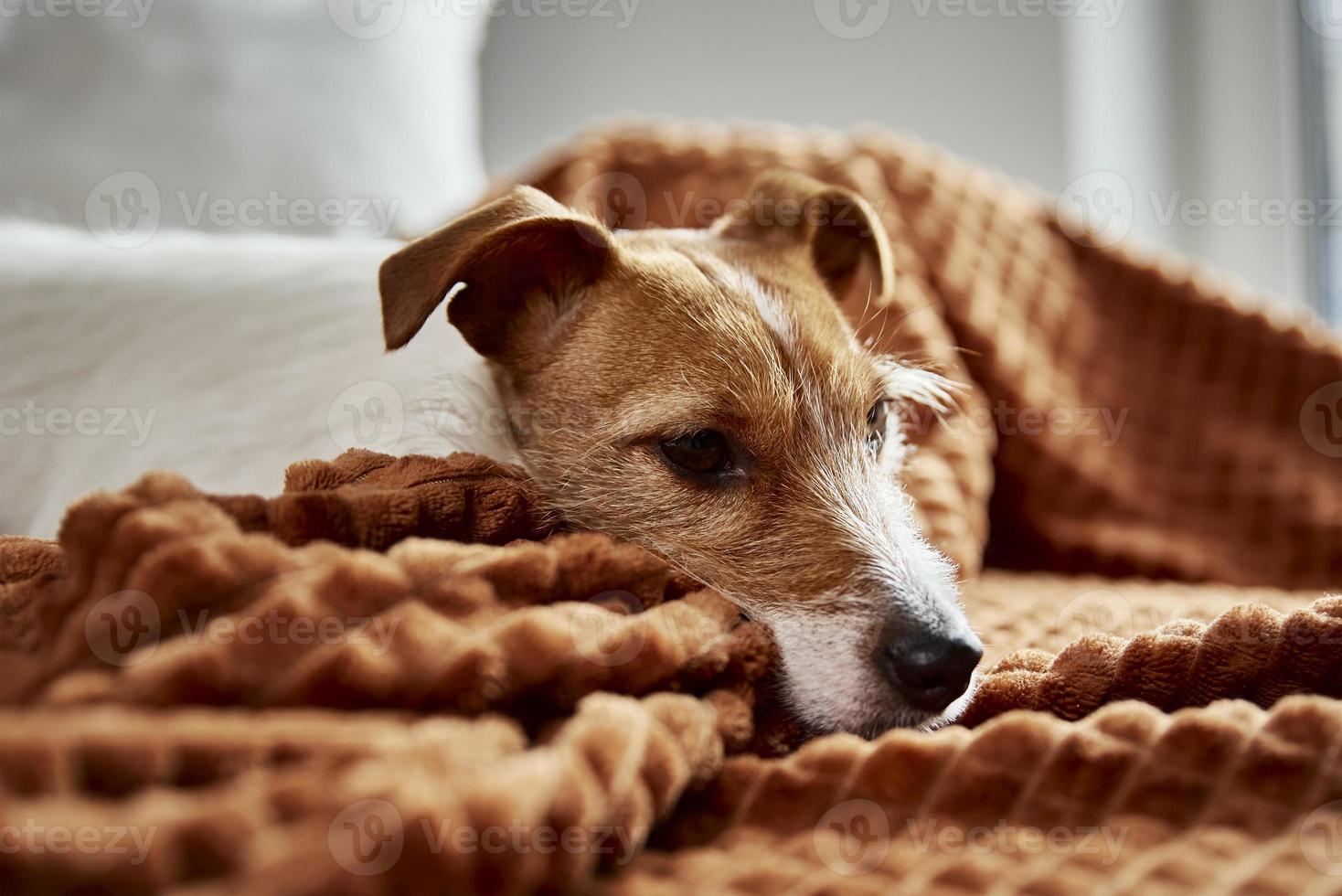 hund lata sig på soffa foto