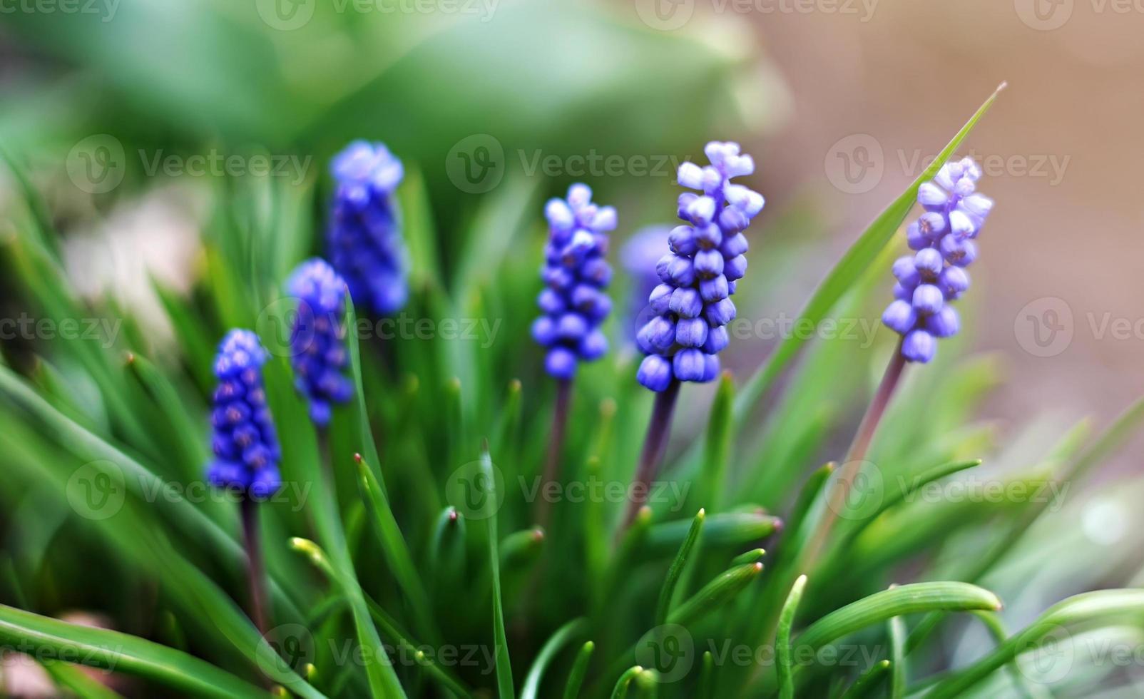 närbild av blå blommor muscari darrande i de ljus bris. vår blomma. statisk kamera. foto