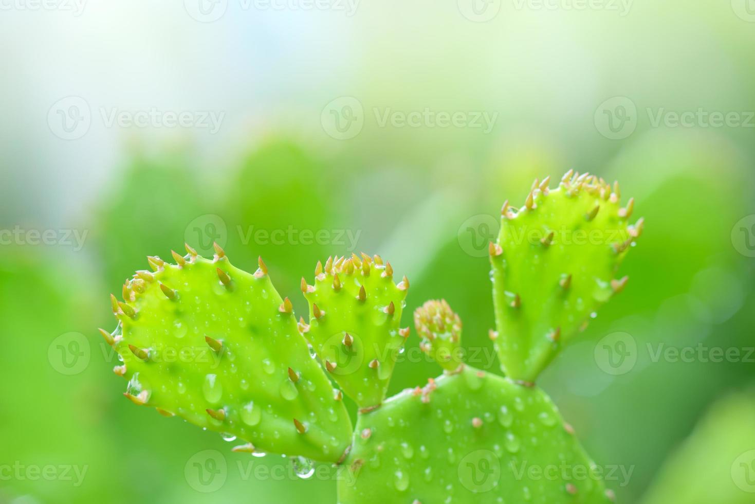 närbild av kaktus växer foto