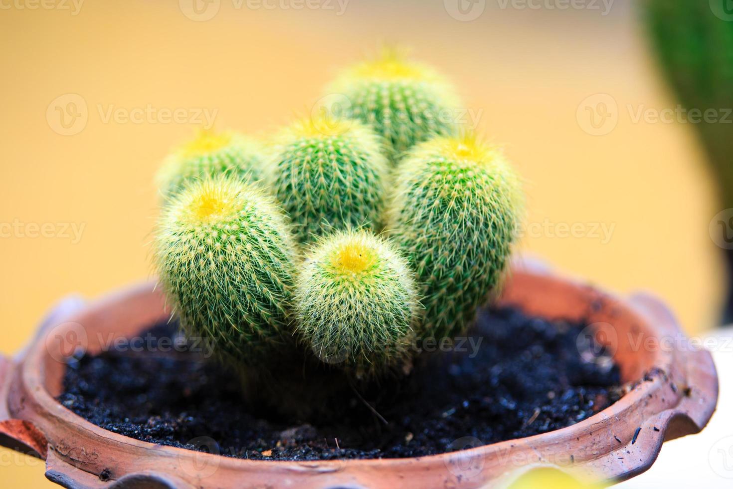 kaktus foto