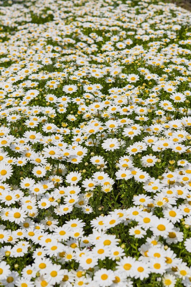 blomma bakgrund, daisy fält, daisy textur foto