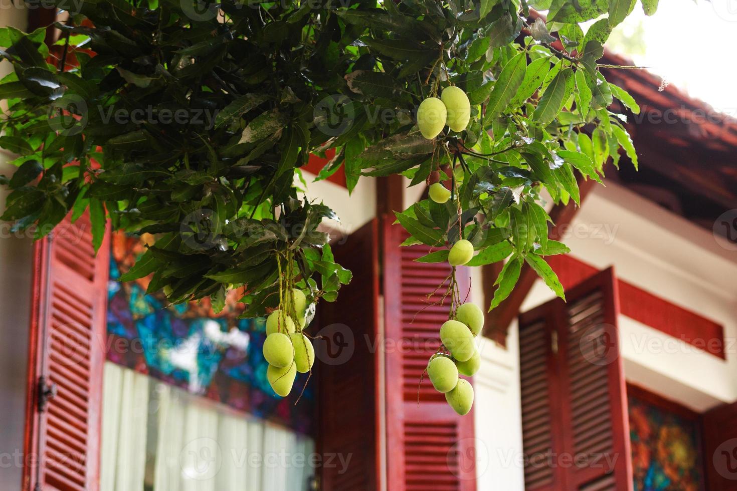 grön mangofrukt växer på ett träd foto