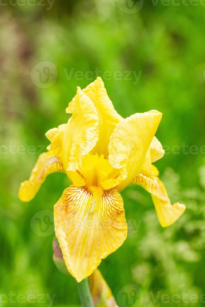 skön gul blommor iris stänga upp på en naturlig grön bakgrund foto