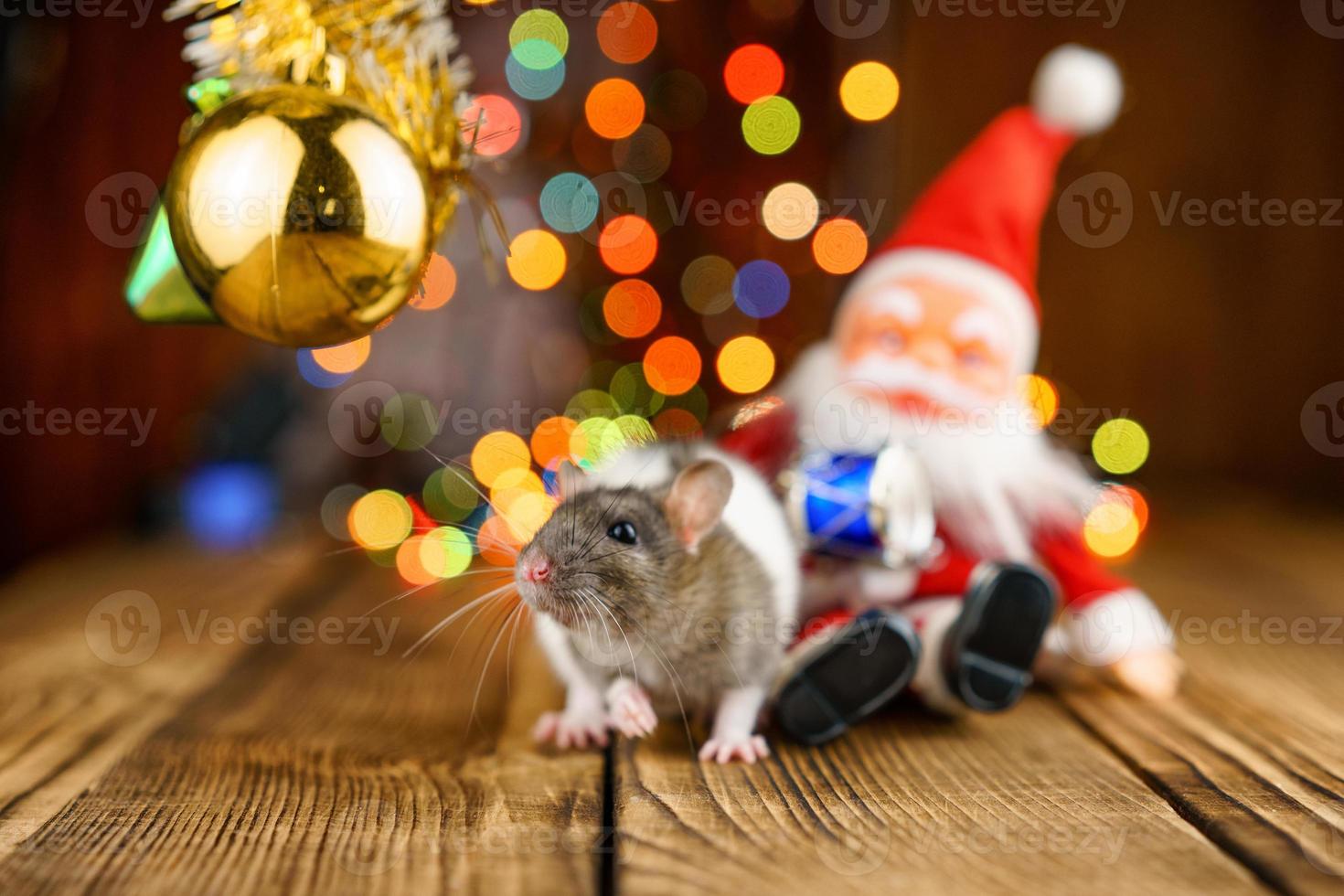 söt råtta i jul dekor, santa claus och bokeh foto