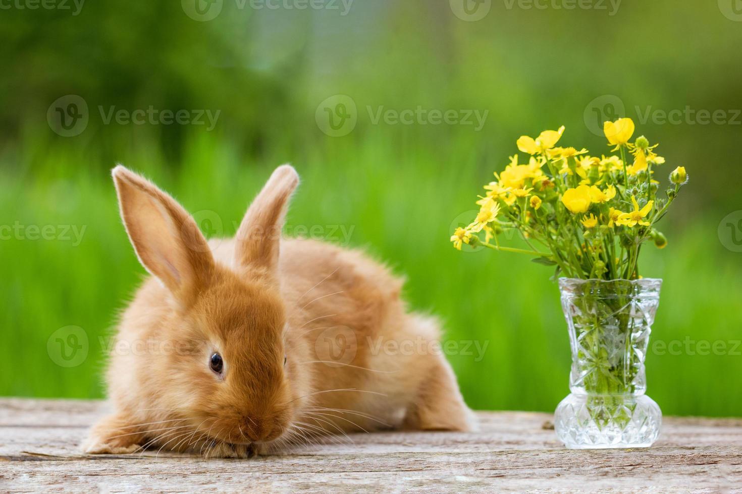 söt ingefära kanin med bukett av gul blommor på grön natur bakgrund foto