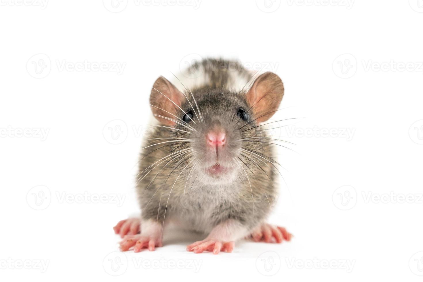 porträtt av en sällskapsdjur råtta på en vit bakgrund är isolerat foto