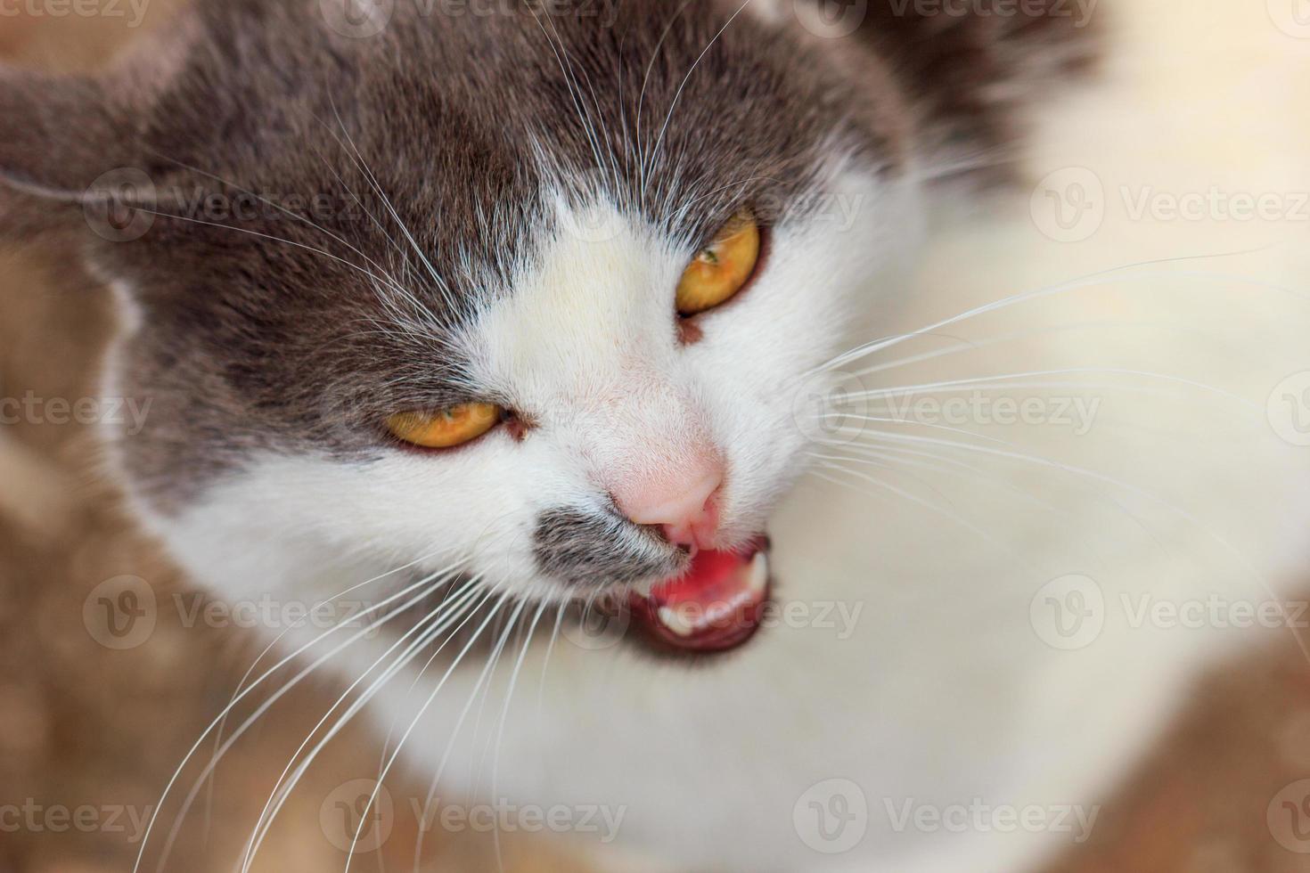 porträtt av en galen katt närbild utseende foto