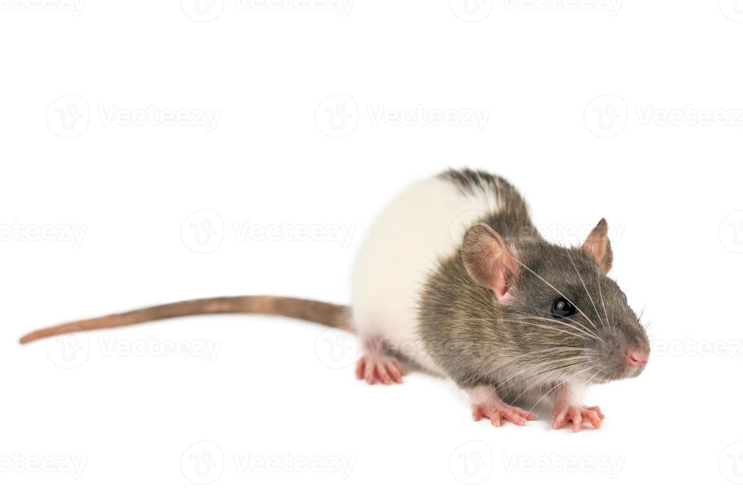 råtta på vit bakgrund foto