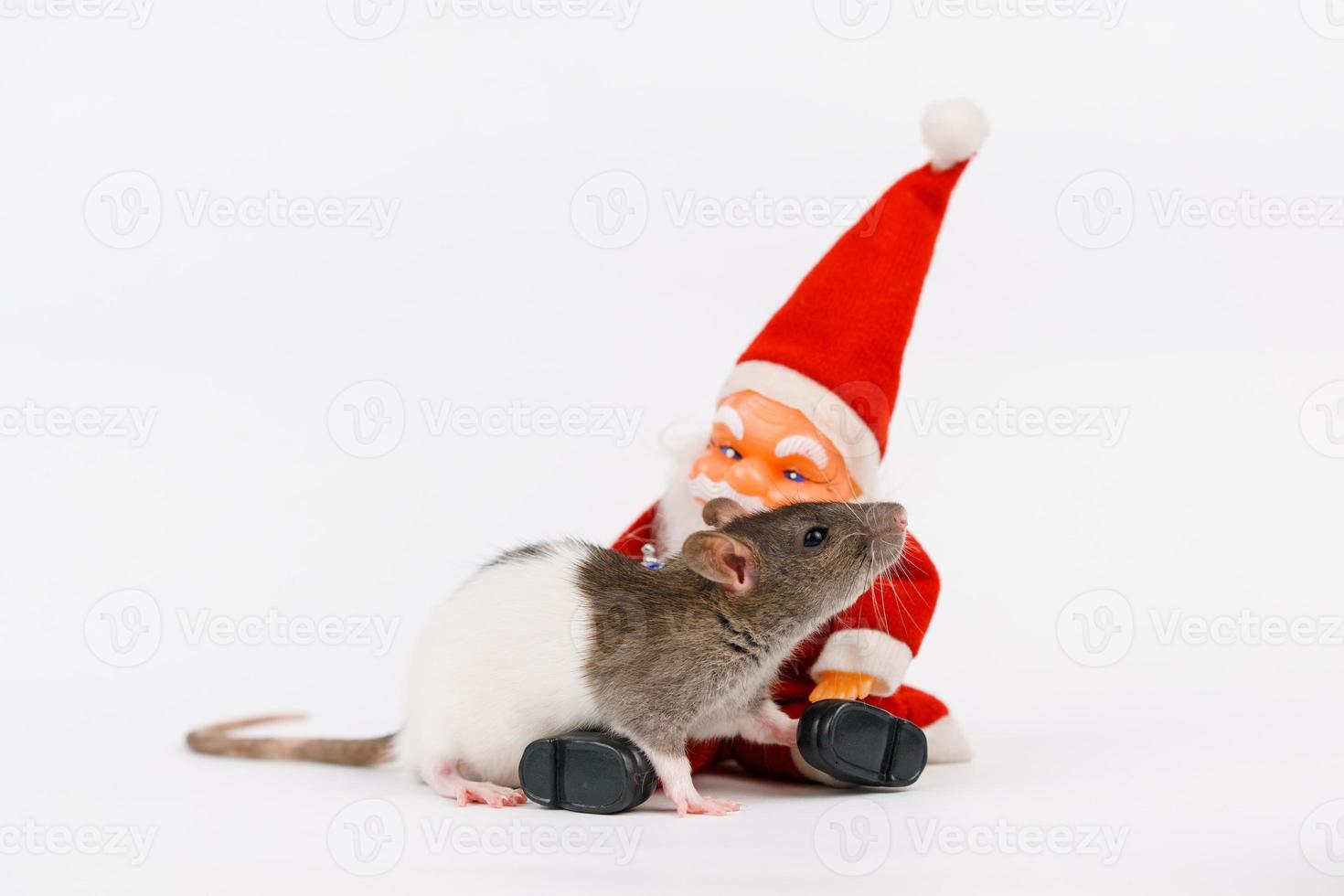 jul råtta de symbol av ny år med leksak santa claus. år av råtta. kinesisk foto