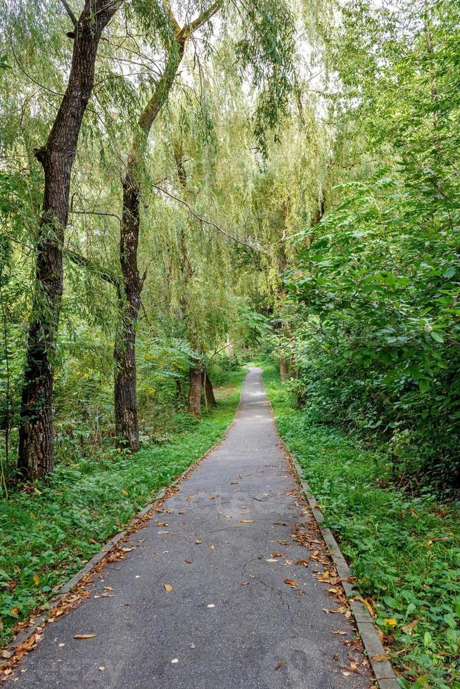 gående spår tropisk skog träd buskar. skön grön skog i sommar foto