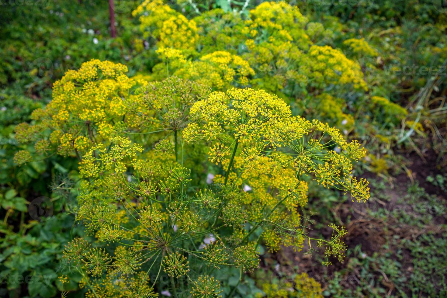 gul blomma av dill i de trädgård, gul dill stänga upp, sommar dag. foto