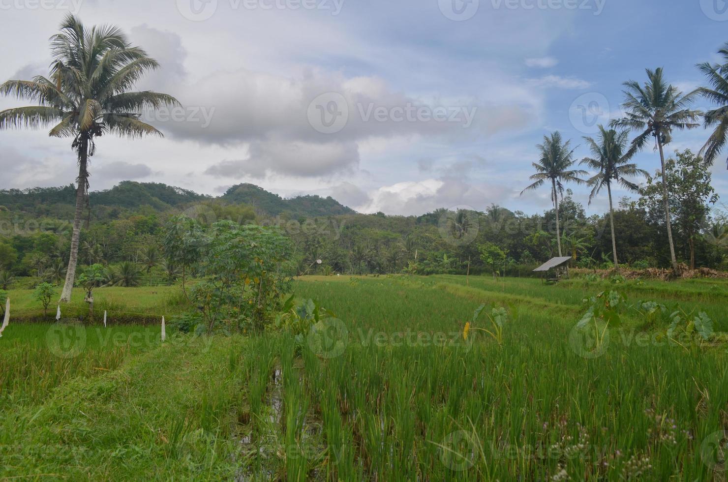 ris fält i tidigt skede på blitar, Indonesien. kokos träd på bakgrund med molnig himmel foto