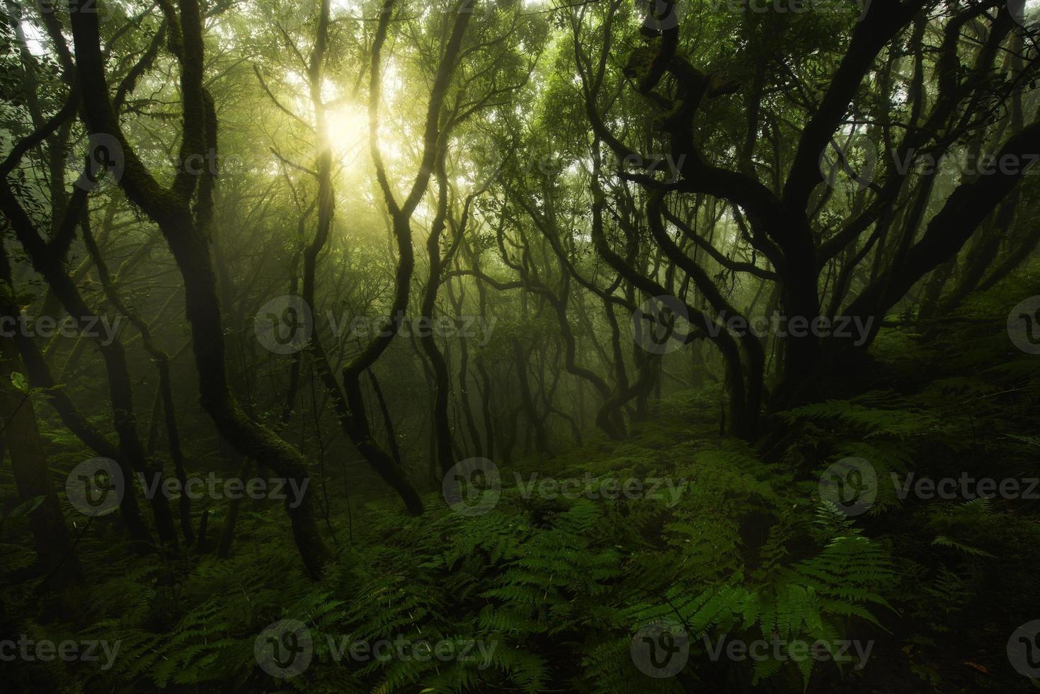 förtrollad grön skog foto