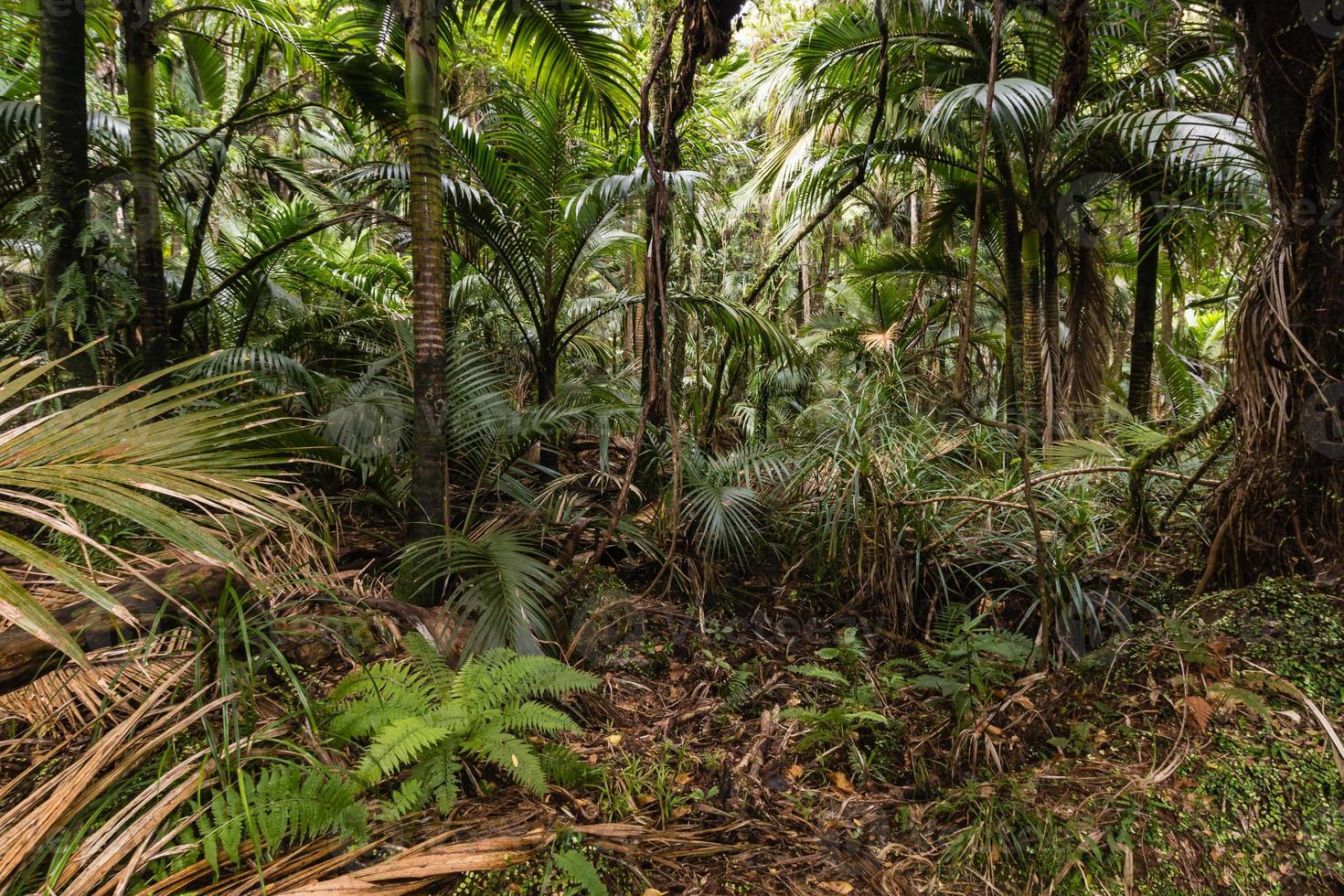 palmer som växer i tropisk regnskog foto