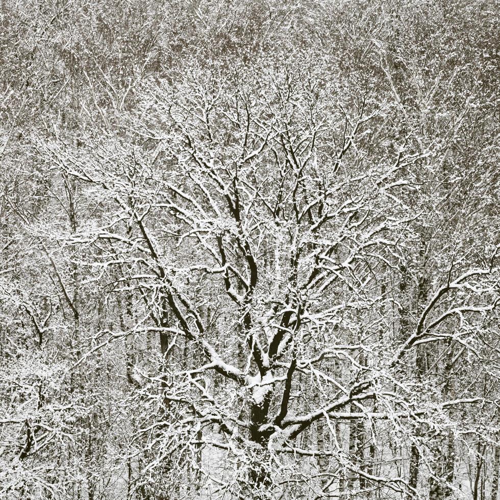 snöbunden ek i skog efter vinter- snöfall foto