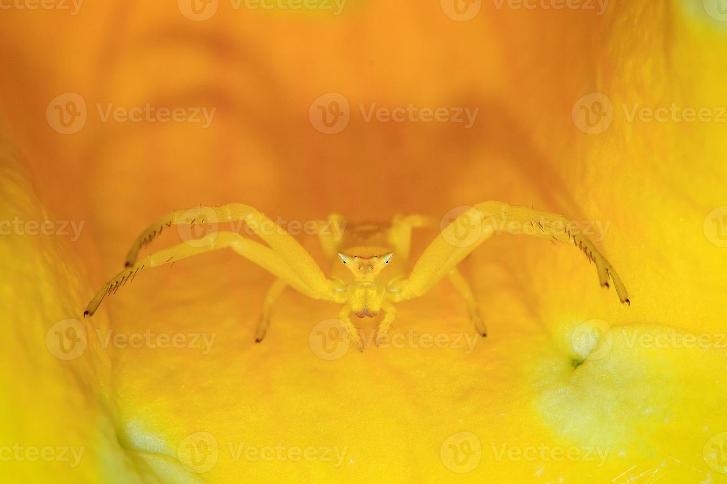 gul krabba spindel i en blomma foto