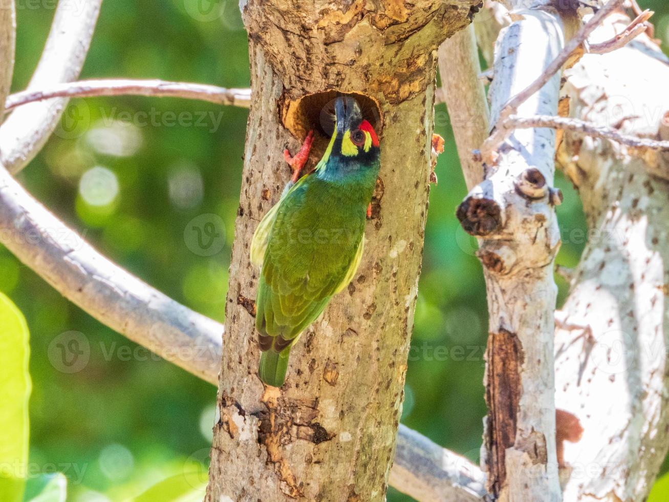 kopparslagare barbet på träd i de trädgård foto