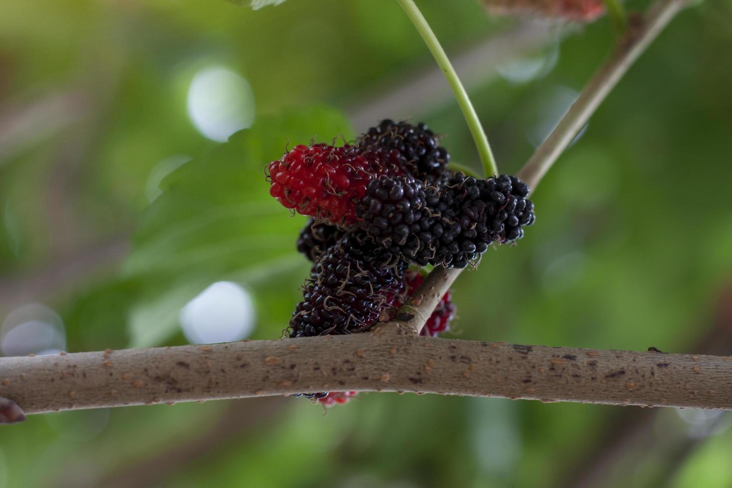 mogen mullbär frukt på träd med solljus på fläck natur bakgrund. foto